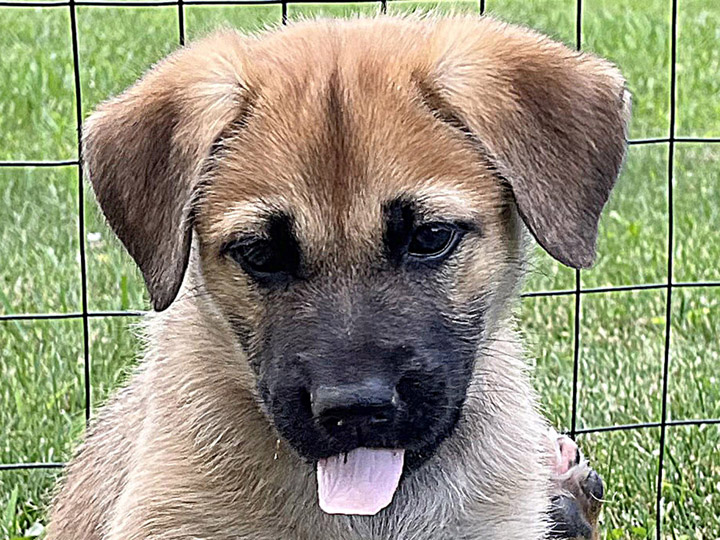 chinook puppy